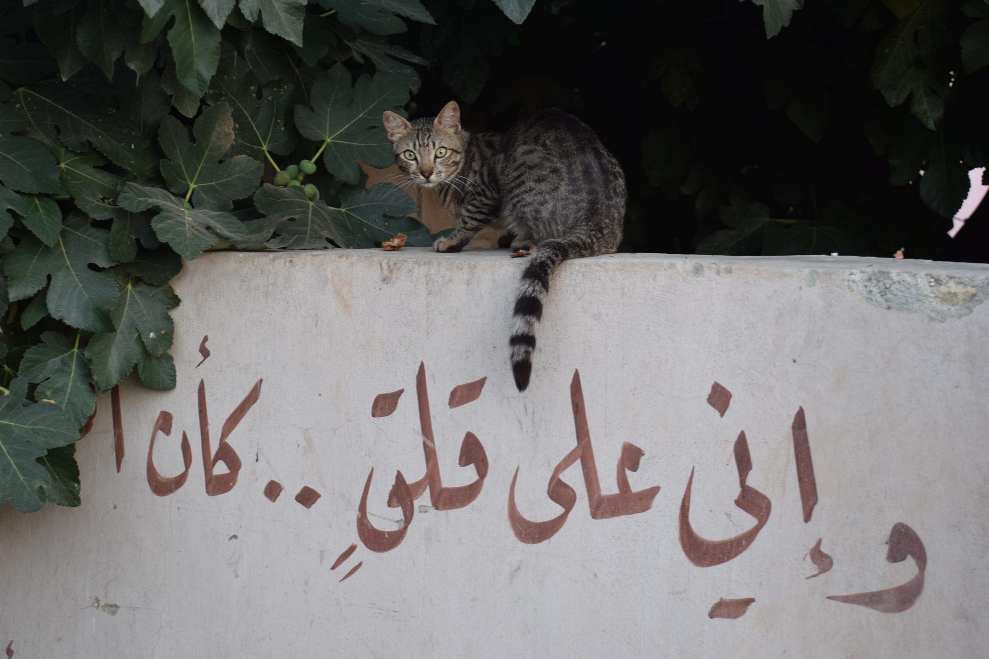 قطة مخططة جالسة على جدار مكتوب عليه شعر عربي في الفحيص